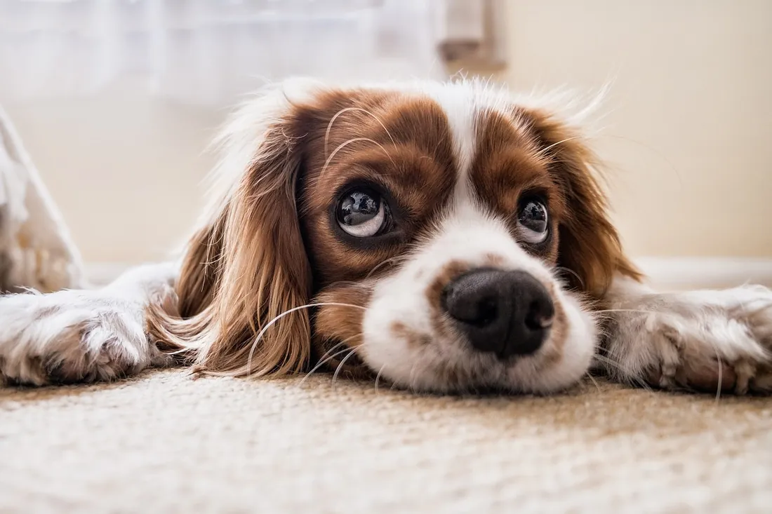 Cavalier King Charles Spaniel liegt entspannt auf dem Teppich