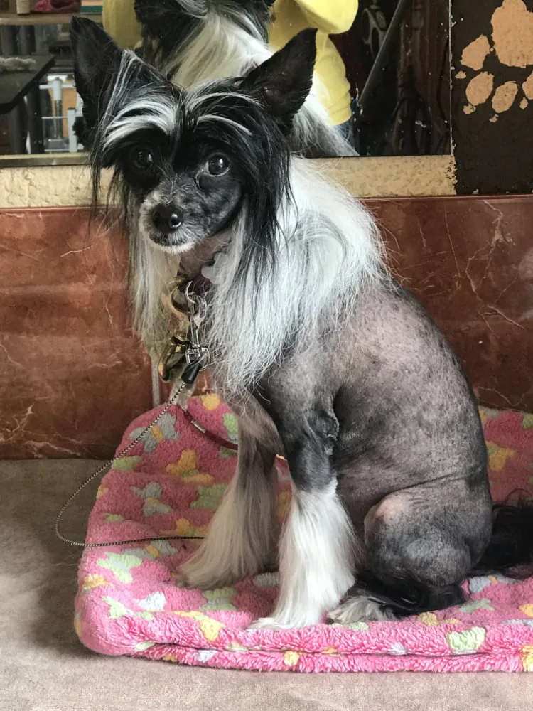 Chinesischer Schopfhund nach der Pflege