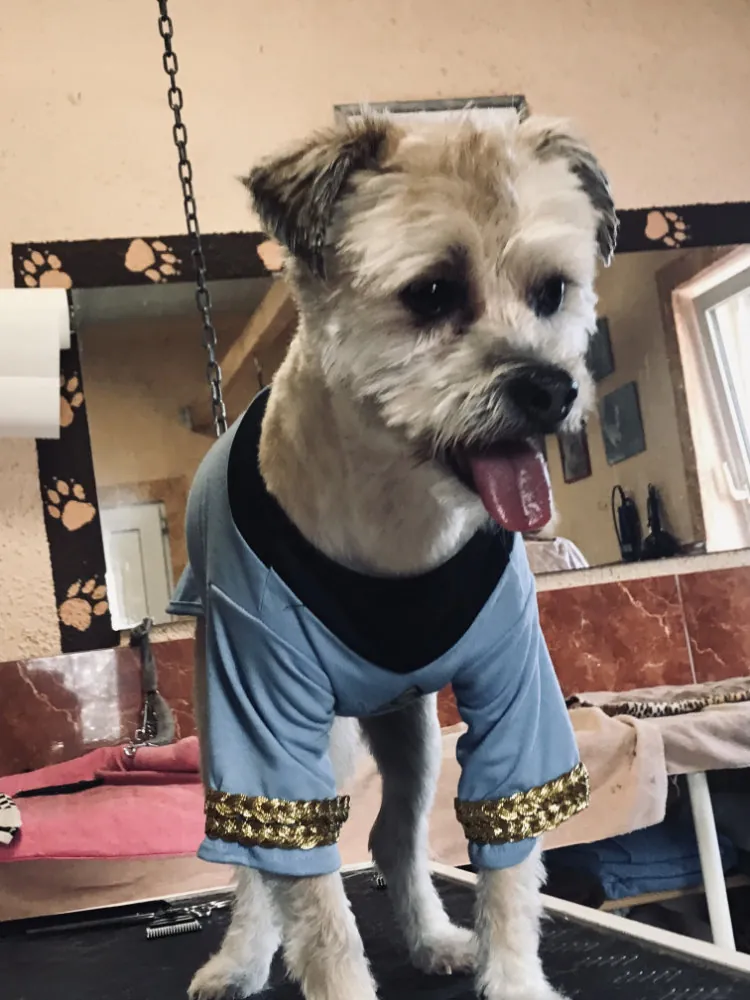 Terrier-Mischling Mr. Spock mit frischem Schnitt im Salon
