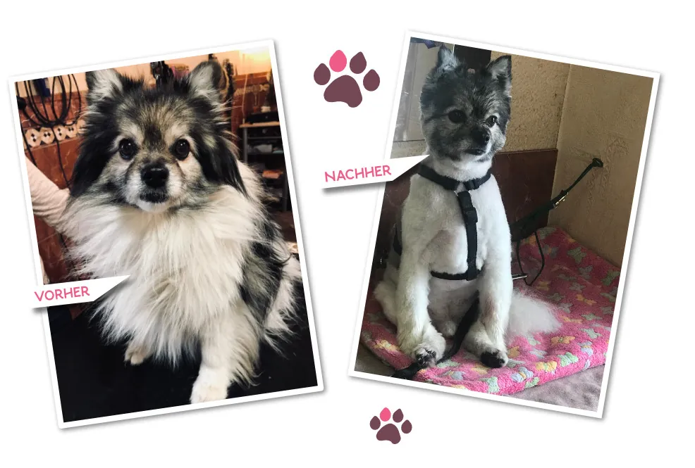 Vorher-Nachher: Spitz-Mischling mit gepflegtem Fell
