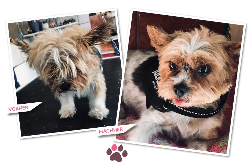 Vorher-Nachher: Yorkshire Terrier vor und nach der Pflege