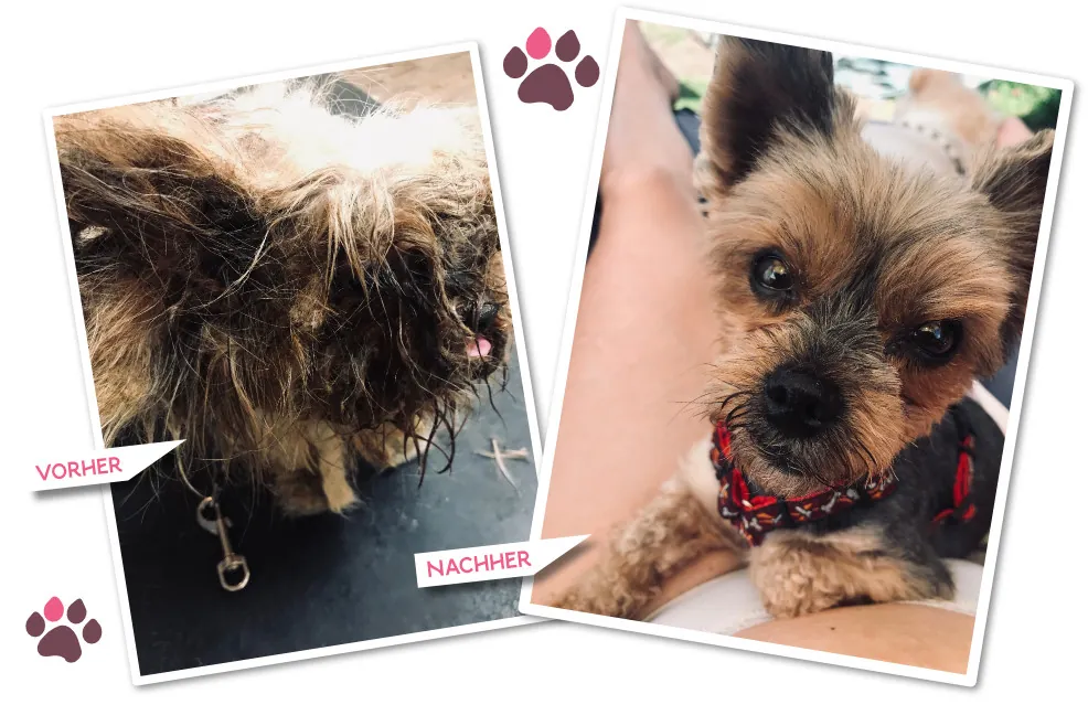 Vorher-Nachher: stark verfilzter Yorkshire Terrier, danach entfilzt und geschnitten
