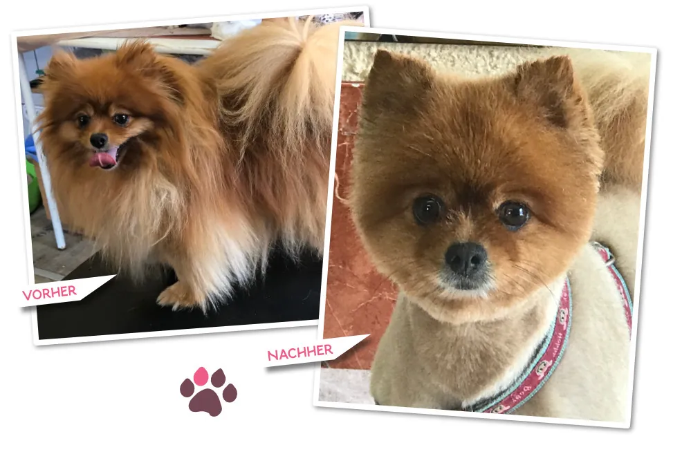 Vorher-Nachher: Pomeranian mit rundem Schnitt