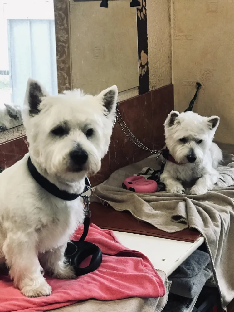 Zwei West Highland White Terrier im Hundesalon